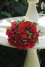 Timeless red roses from The Flowergirls Flower Shop